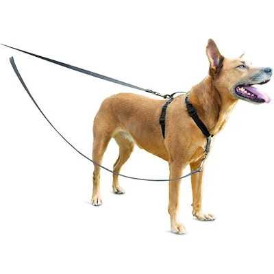 Petsafe Laisse pour chien Anti-Traction Solide, Durable, avec bandes Réfléc Petsafe Laisse pour chien Anti-Traction Solide, Durable, avec bandes Réfléc