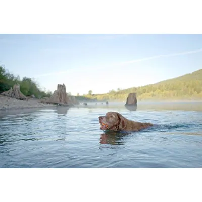 CHUCKIT! Balle ultra durable 1-PK XXL en caoutchouc Ø 11cm - Pour chien