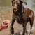 CHUCKIT! — Balle Ultra