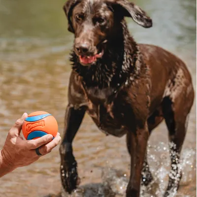 CHUCKIT! — Balle Ultra