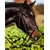 KERBL Bridon Standard pour Poney Brun KERBL Bridon Standard pour Poney Brun