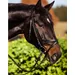 Nobby - Kit de Toilettage - Lames rotatives