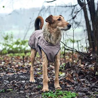 Hunter Uppsala Manteau pour Chien Taupe 75 cm