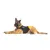 16dc-idc-b1-pn Julius-K9 Harnais en néoprène