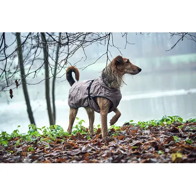 Hunter Manteau pour Chien d'Uppsala,