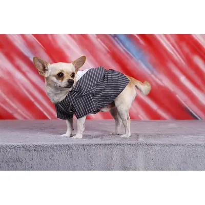 Doggy dolly C018 chien Veste à rayures fines Gris