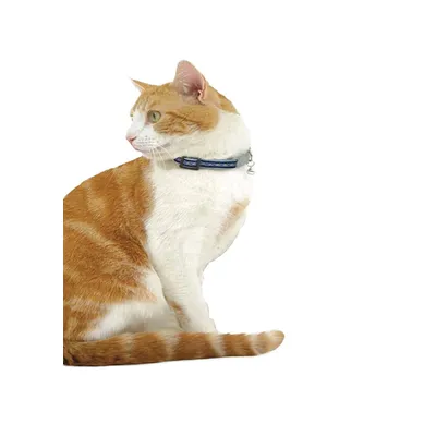 Red Dingo Collier Réfléchissant pour Chat Rouge Poissons 20-32 12 mm