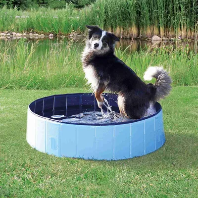 Trixie Piscine pour Chien Bleu Foncé Diamètre 120 × 30 cm