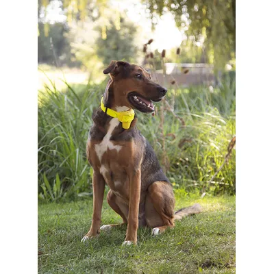 Collier repérage sonore CANIBEEP PRO