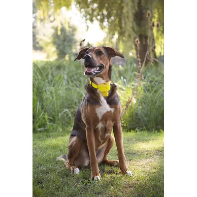 Collier repérage sonore CANIBEEP PRO Collier repérage sonore CANIBEEP PRO