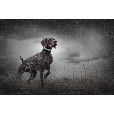 SportDOG - Collier Traceur GPS - TEK Série 1.5