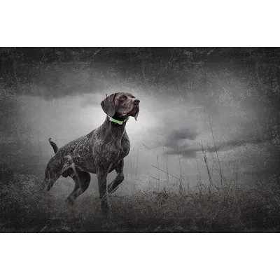 SportDOG - Collier Traceur GPS - TEK Série 1.5