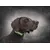 SportDOG - Collier Traceur GPS - TEK Série 1.5