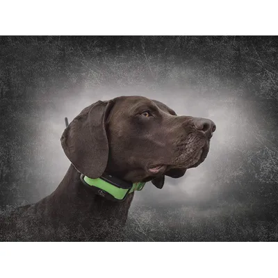 SportDOG - Collier Traceur GPS - TEK Série 1.5
