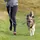 ceinture de jogging pour chiens