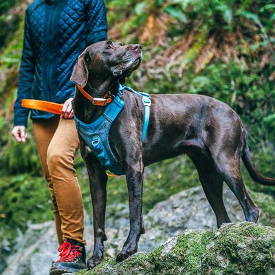 Harnais pour Chiens Laisse Chiots Animaux Course Randonnée XS/S/M/L/