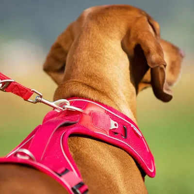 Belka Harness Brown M