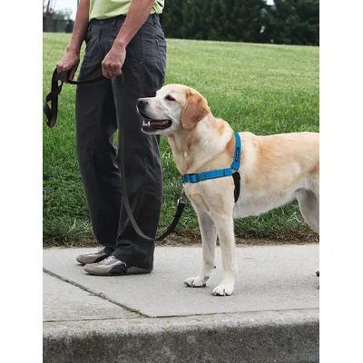 EASY WALK Harnais Deluxe L - Bleu Océan - Pour chien