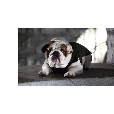 EASY WALK Harnais S - Bleu - Pour chien EASY WALK Harnais S - Bleu - Pour chien