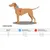 Hunter Vario Rapid - Harnais de sécurité anti-panique pour chien Hunter Vario Rapid - Harnais de sécurité anti-panique pour chien