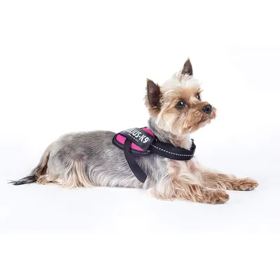 Julius-K9 IDC-Power Harnais pour Chien Rose Fuchsia Foncé Taille Baby 2