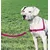 EASY WALK Harnais M - Framboise - Pour chien