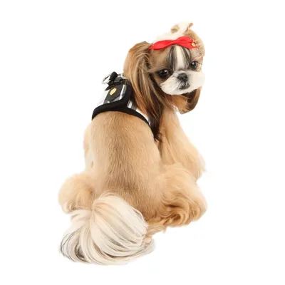 Puppia Junior Harnais B