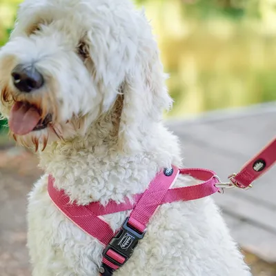 Nobby Classic Preno Harnais Norvegien pour Chien Lilac , (M-L)