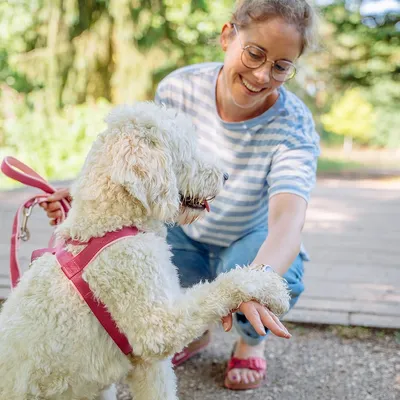 Nobby Classic Preno Harnais Norvegien pour Chien Lilac , (M-L)