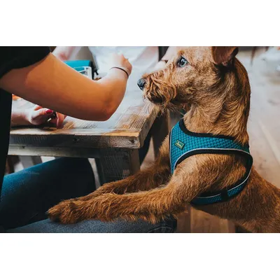 Hunter HILO Comfort Harnais en Maille pour Petit Chien, Anthracite, S