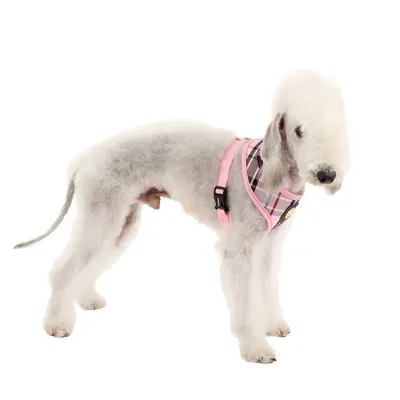 Puppia Junior - Harnais Petit Chien - leger et Super Doux - Harnais Anti Tr