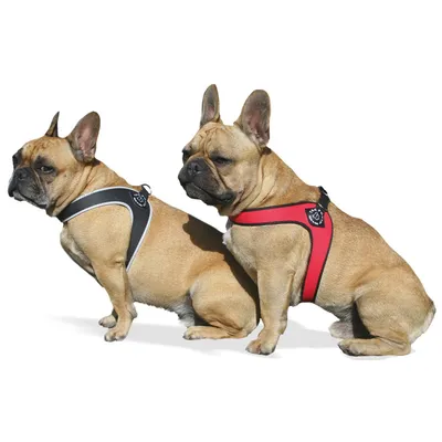 Tre Ponti Fibbia Harnais pour petits chiens Noir