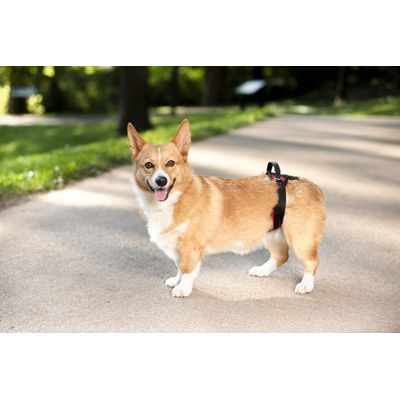 PetSafe Harnais de Levage Arrière CareLift - Soulèvement à l'aide d'une Poi