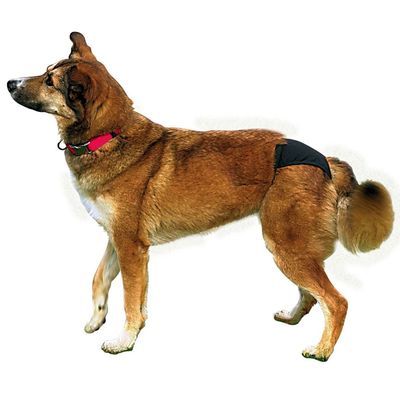 Slip de protection, S?M: 32?39 cm, noir Chienne,