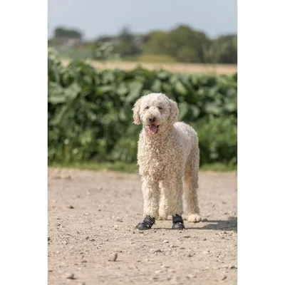 TRIXIE Pfotenschutz Walker Active TRIXIE Pfotenschutz Walker Active