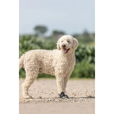 TRIXIE Pfotenschutz Walker Active TRIXIE Pfotenschutz Walker Active