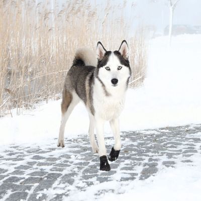TRIXIE Pfotenschutz Walker Active
