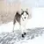 TRIXIE Pfotenschutz Walker Active TRIXIE Pfotenschutz Walker Active
