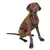 Kerbl Active Protection des Pattes pour Chien Gris/Noir Taille XS Kerbl Active Protection des Pattes pour Chien Gris/Noir Taille XS
