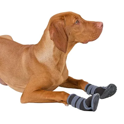 Kerbl Active Protection des Pattes pour Chien Gris/Noir Taille XS Kerbl Active Protection des Pattes pour Chien Gris/Noir Taille XS