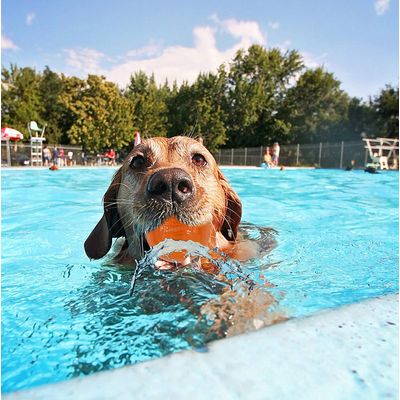 Chuckit Hydrofreeze Balle à Placer dans le Réfrigérateur pour Chien Taille