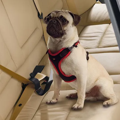 Ferplast - Ceinture de sécurité - Dog Travel Belt