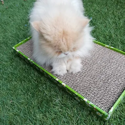 Croci - Arbre a Chat en Carton, 2 Couches Reversibles, avec Pieds Antiderap