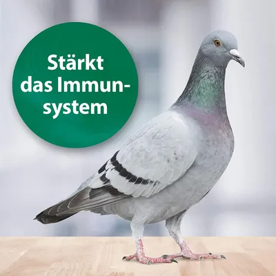 Quiko Med ? Spécial gewonnenes Oregano décoratif pour Oiseaux et Pigeons Vo