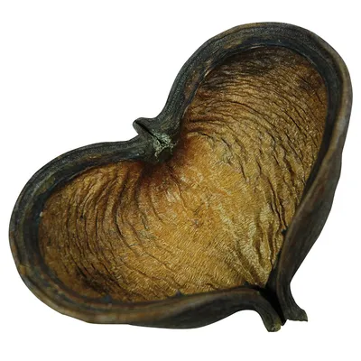 LUCKY REPTILE DB-01 Nature's Treasure Boîte avec Objets décoratifs fabriqué