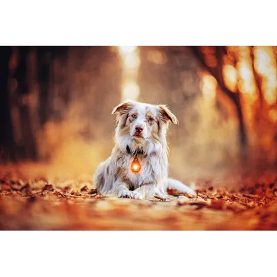 Orbiloc Lampe Dual Safety Light Ultra-Résistante, Longue Portée 5 Km Pour C