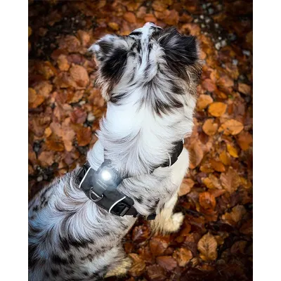 Orbiloc Lampe Dual Safety Light Ultra-Résistante, Longue Portée 5 Km Pour C