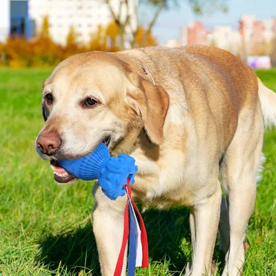 Jouet à Mâcher pour Chiens Petsation - Chaussure Résistante