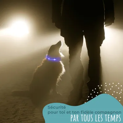 Laisse Lumineuse pour Chiens - Sécurité Nocturne, Rechargeable USB,