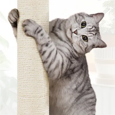 Arbre à Chat En Rotin Avec Cachette Ronde Panier Supérieur Griffoir